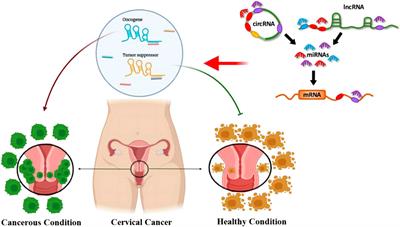 The role of long non-coding RNAs and circular RNAs in cervical cancer: modulating miRNA function